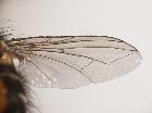 thelaira nigripes_ala