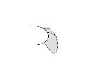thelaira nigripes_cerci e surstilo (M) laterale scala 0,5mm