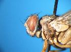 therobia leonidei_capo e toraceF