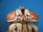 therobia leonidei_vertice