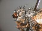 trichactia pictiventris_capo (M)