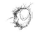 trixa conspersa_capo (F) antero-laterale scala 1mm