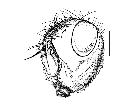 trixa pauciseta_capo (F) antero-laterale scala 1mm