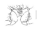 trixa pauciseta_prosterno (F) ventrale scala 1mm