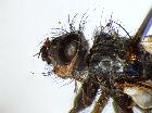 uclesia brevinervis_cappo (holotype)