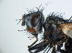 uclesia melancholica_capo (M)