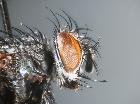 voria ruralis_capo (M)