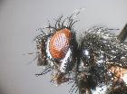 wagneria costata_capo (F)