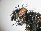 wagneria cunctans_capo (M)