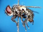 xysta holosericea_habitus (F)