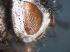 zeuxia brevicornis_dettaglio  parafacciale (F)