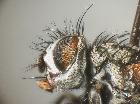 zeuxia cinerea_capo (F)