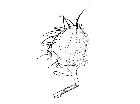 zeuxia erythraea_capo (F) laterale scala 1mm