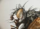 zeuxia erythraea_capo (F)