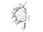 zeuxia nudigena_capo (F) laterale scala 1mm