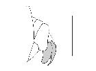 zeuxia subapennina_complesso epandriale laterale scala 1mm