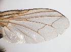 zeuxia tessellata_ata
