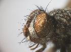 zeuxia tessellata_capo (M)